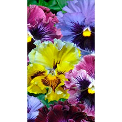 Виола виттрока Германия микс (0,1г) (4046)